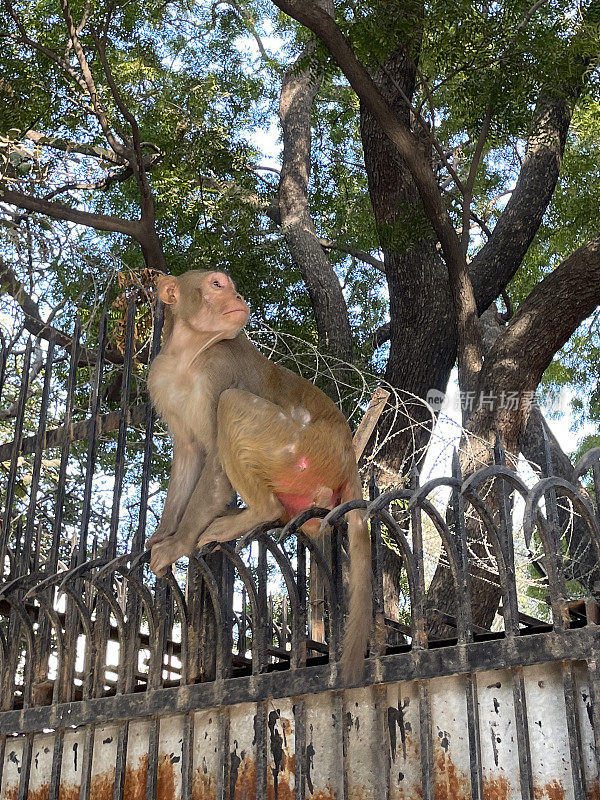 野生恒河猴(Macaca mulatta)猴子坐在树下的金属安全围栏上，盘绕的铁丝网，金属钉，社会害虫